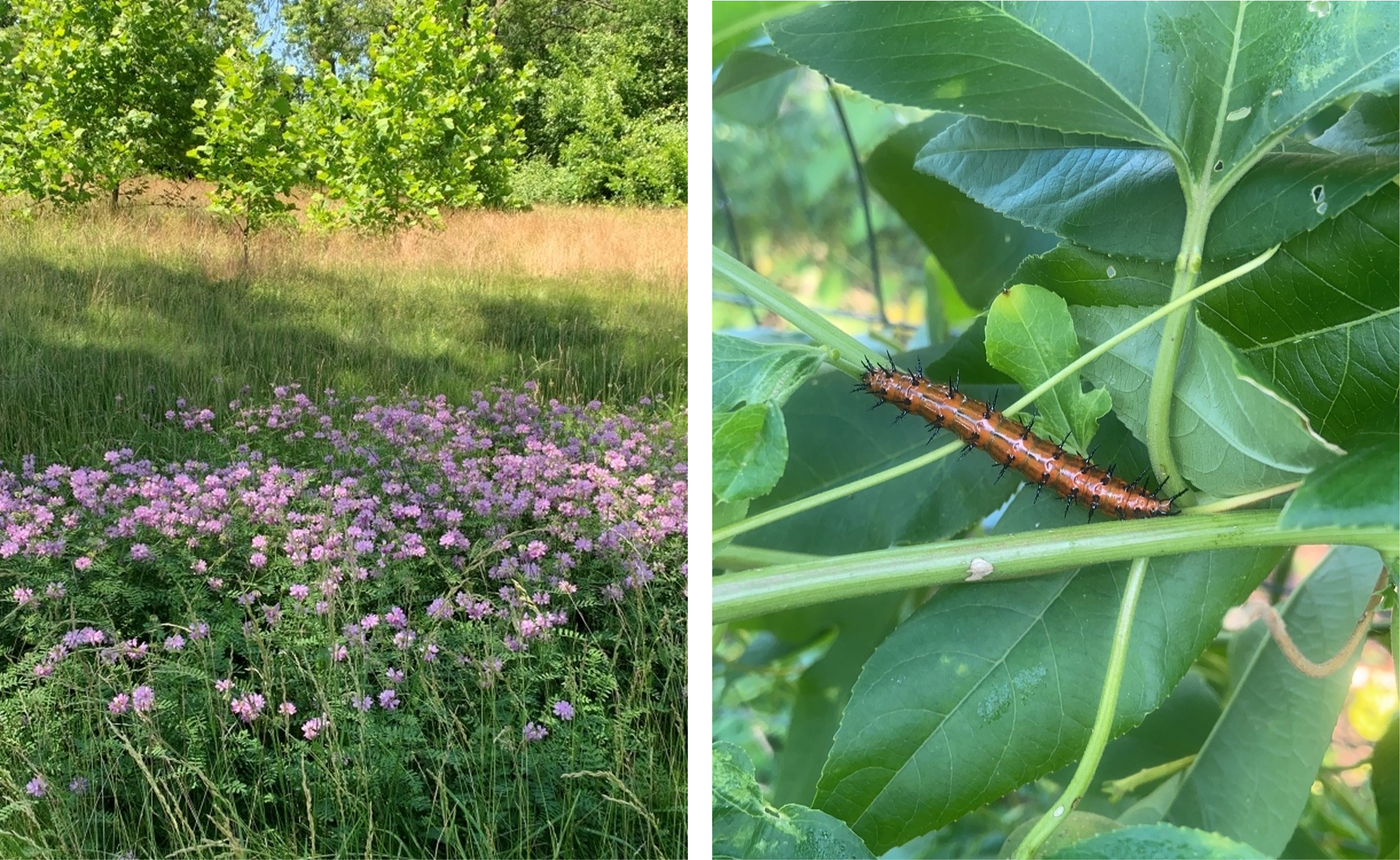 wildlife at the refinery's garden