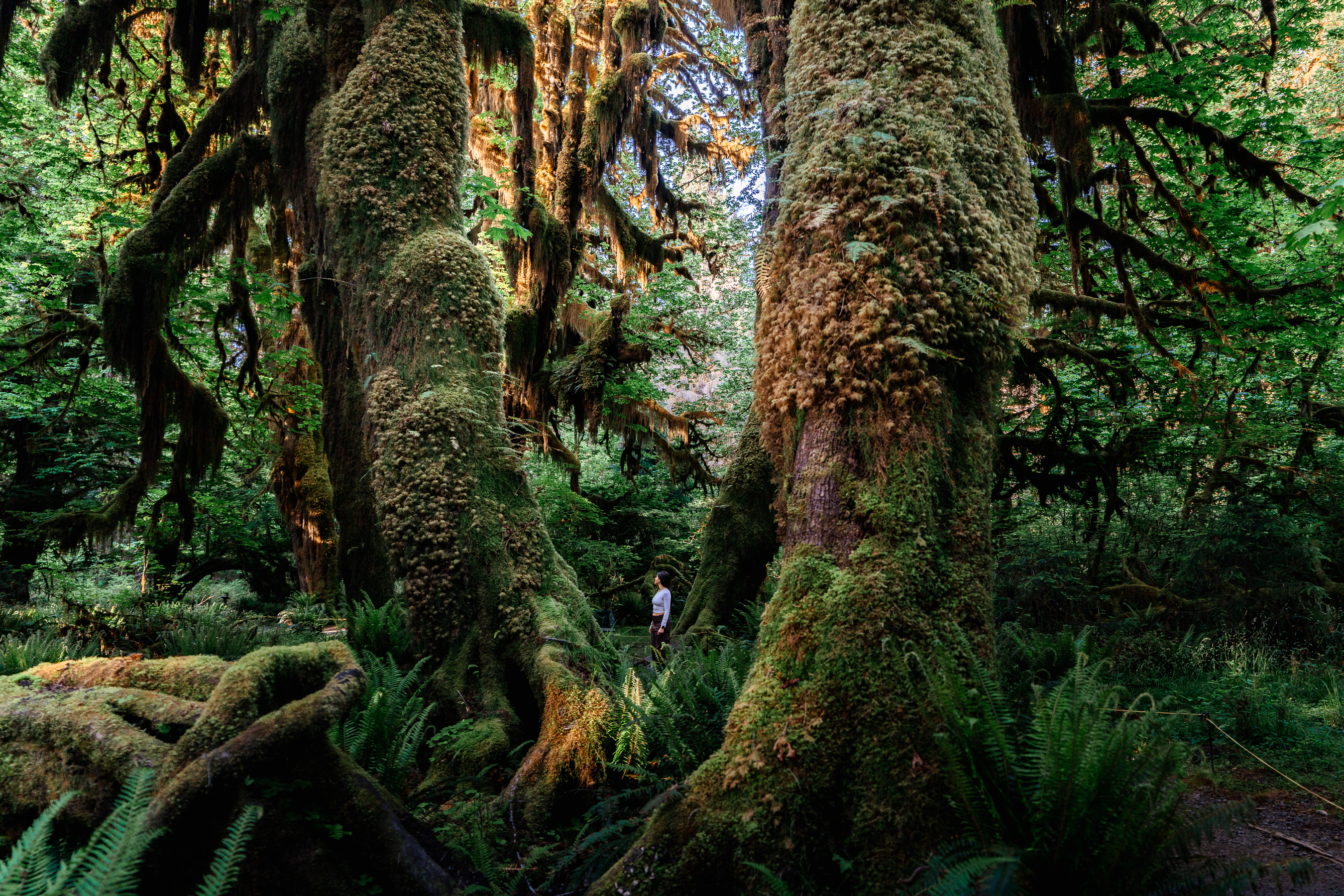 Hiker in the forset