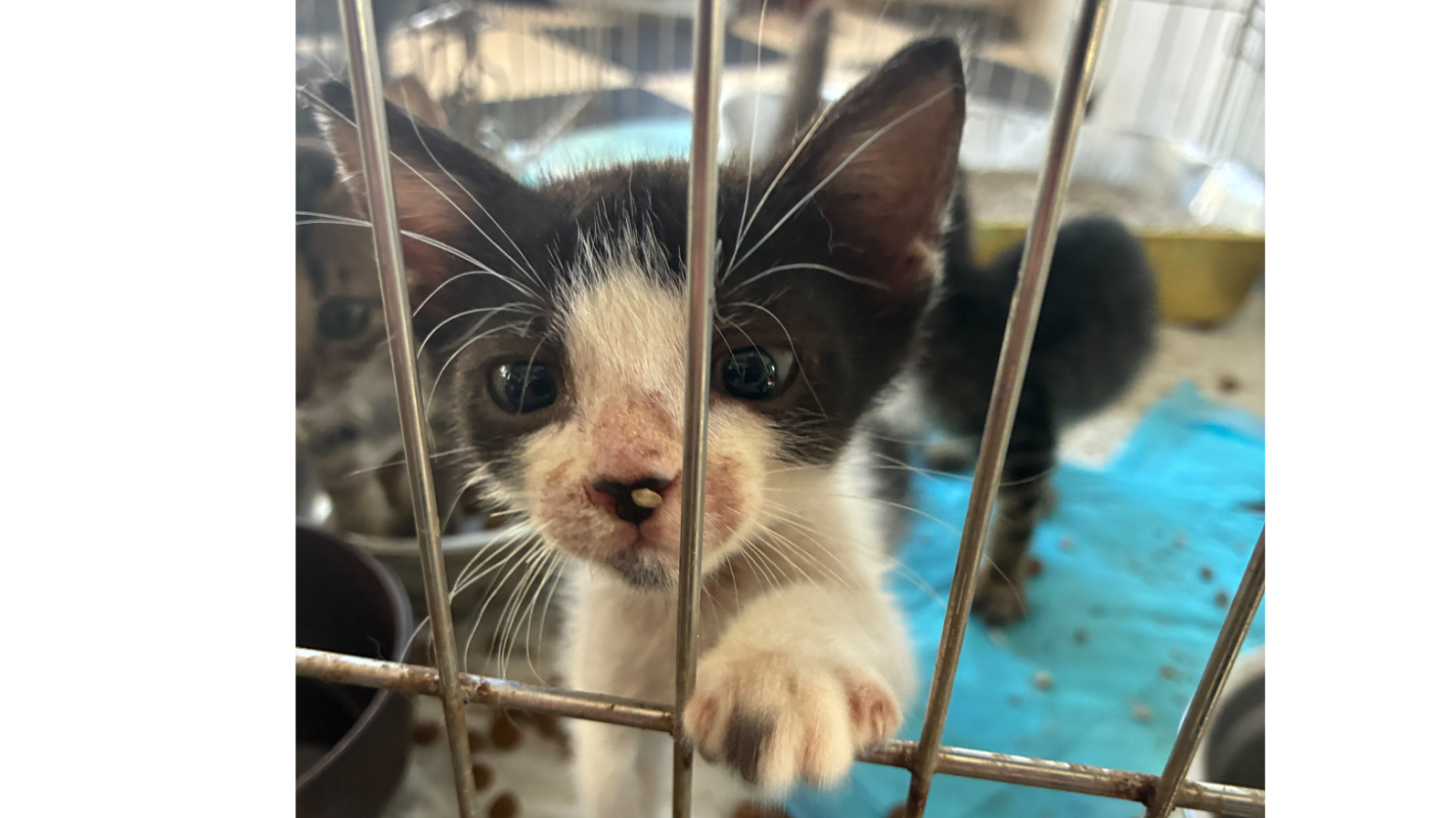 kitten
