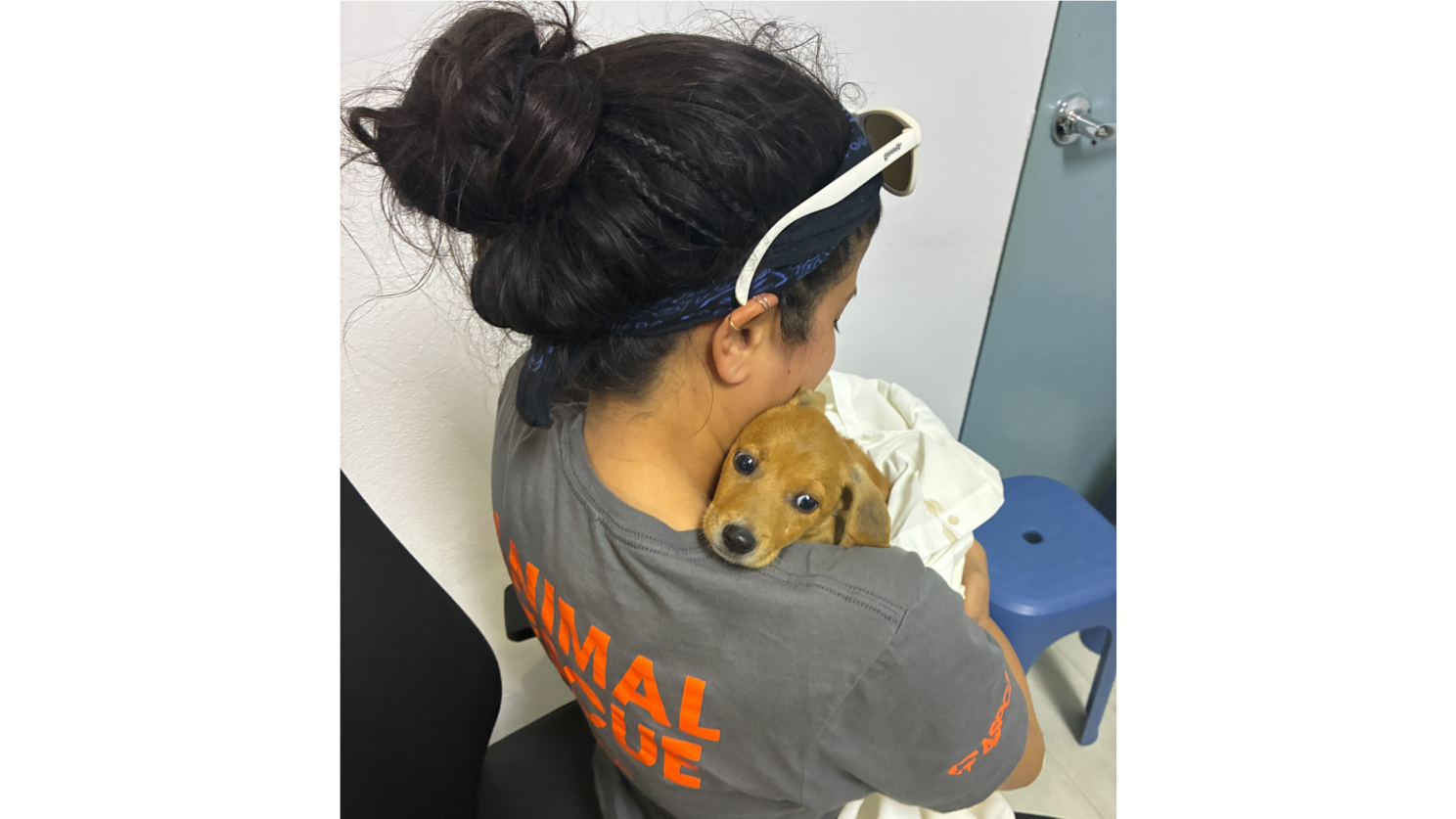 person helping a dog