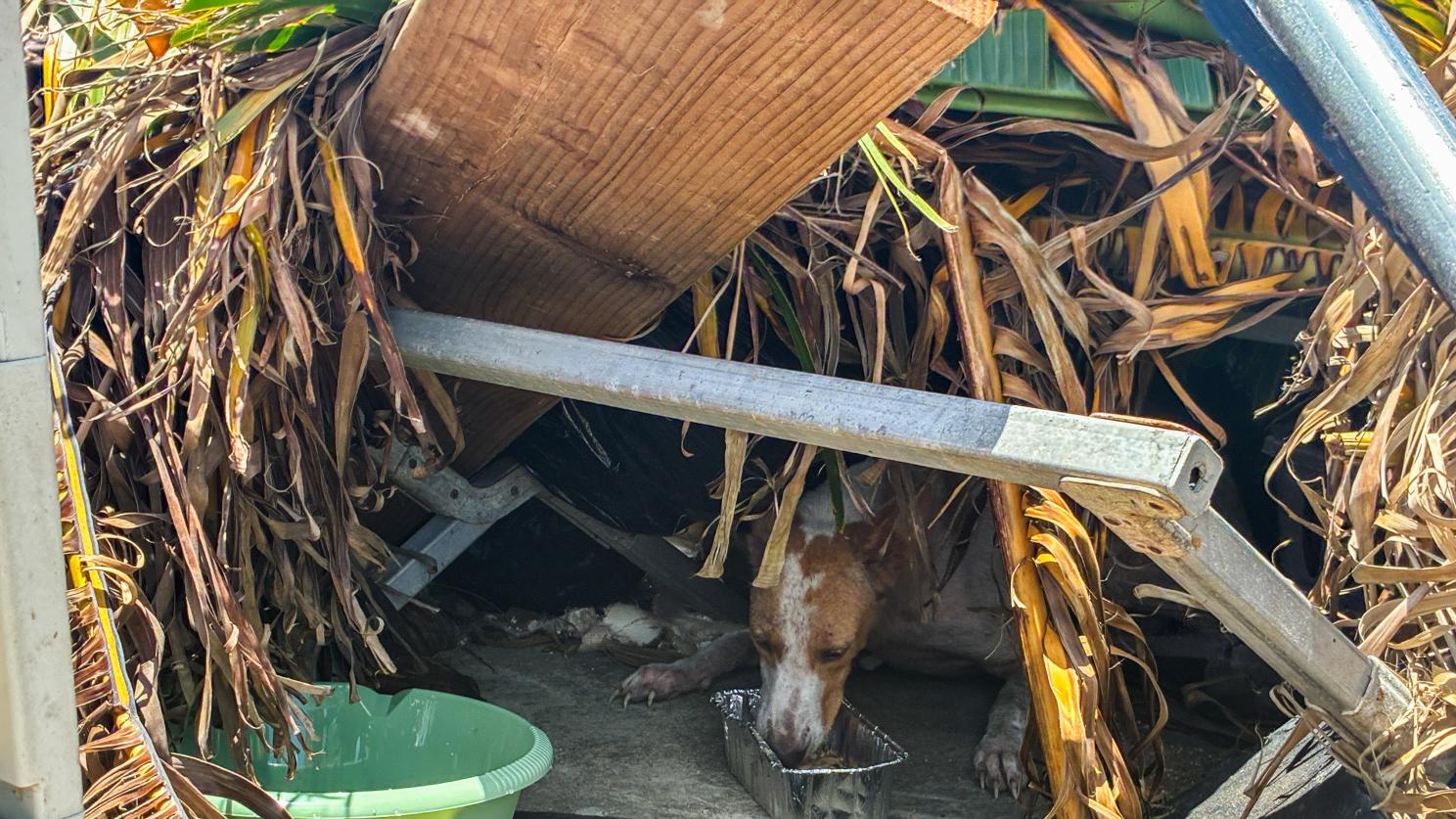 dog in a shelter