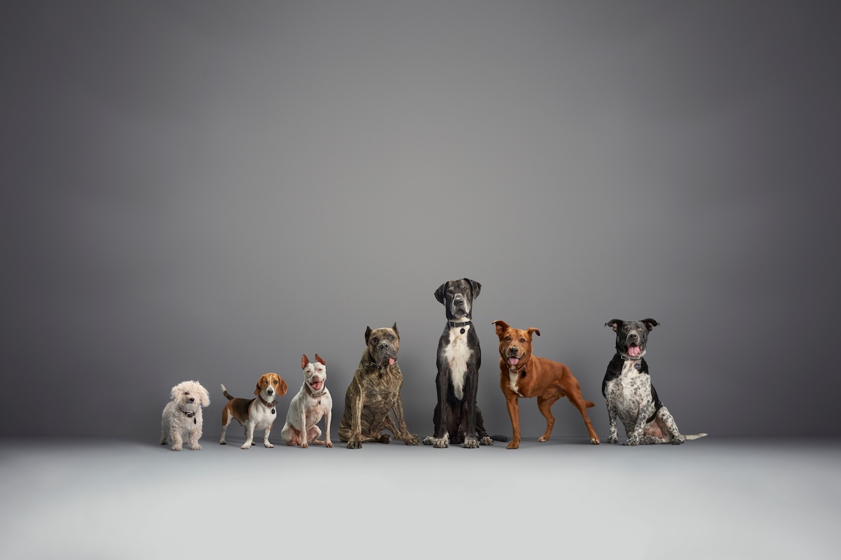 portrait of dogs standing side by side