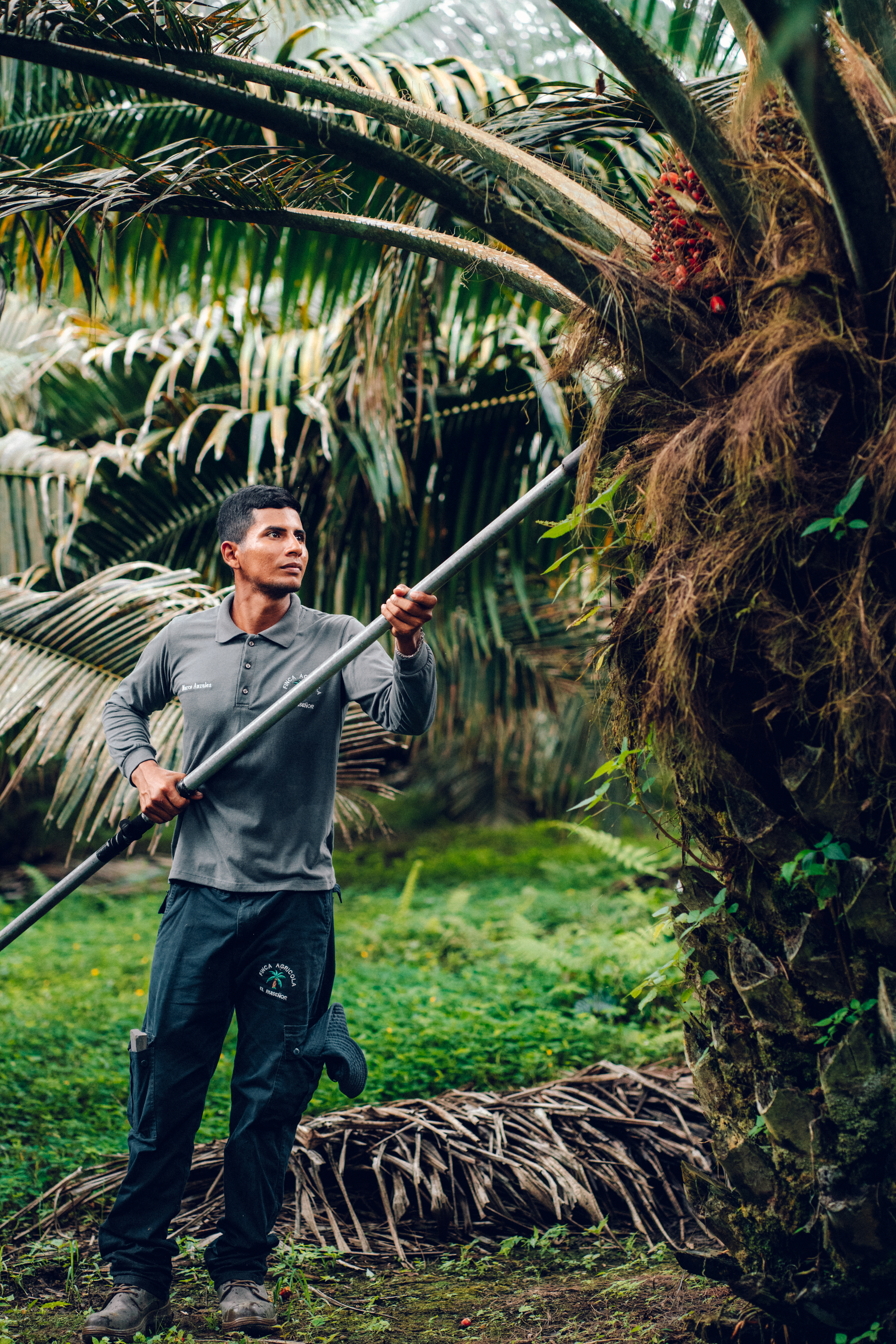 person working on a palm tree