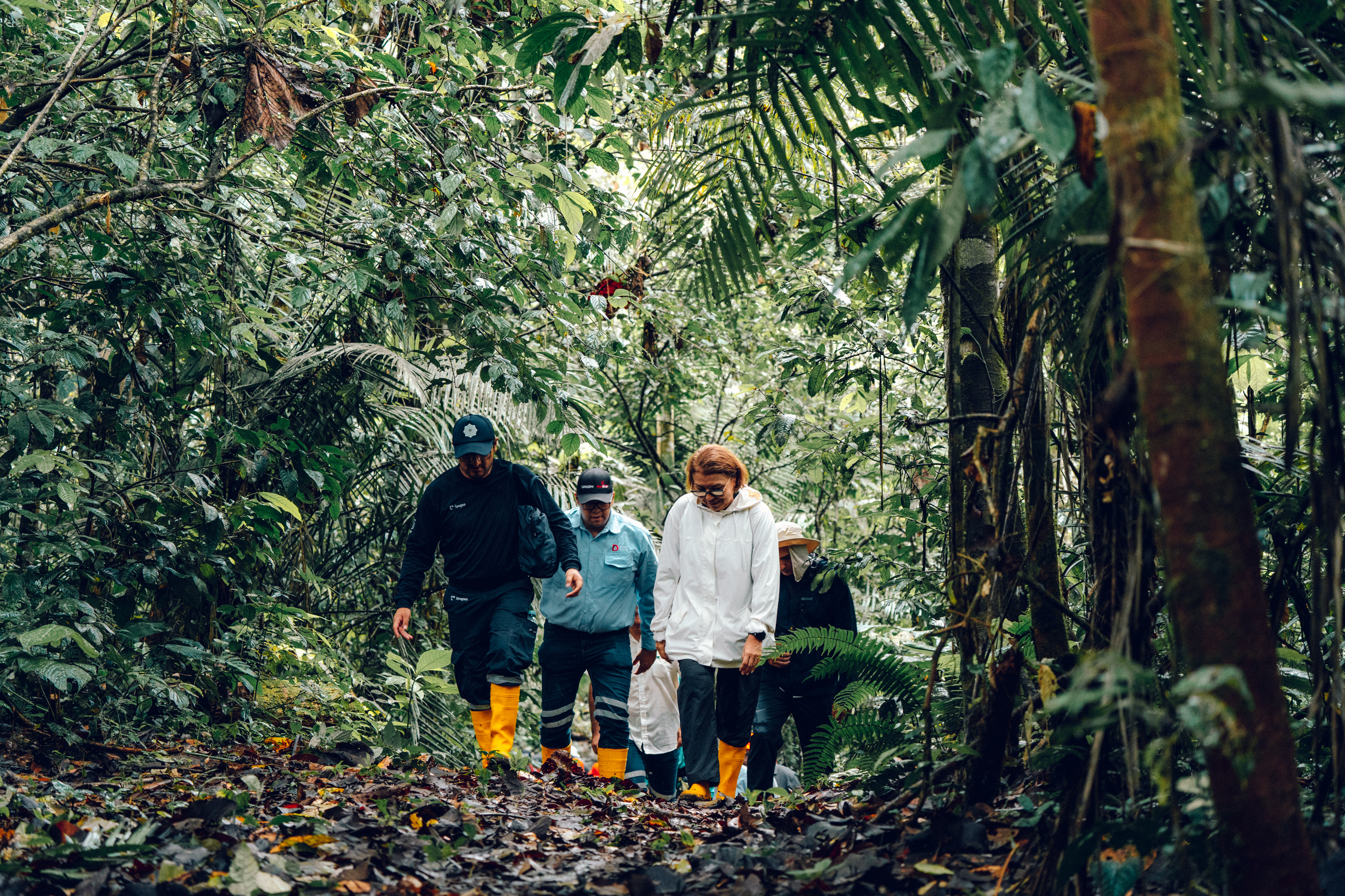 people working in a forest