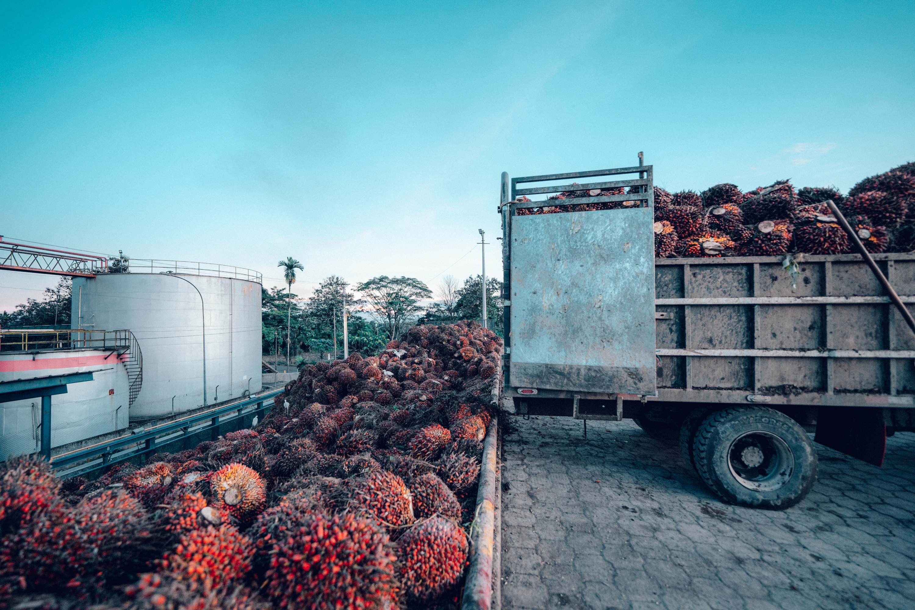 processing palms