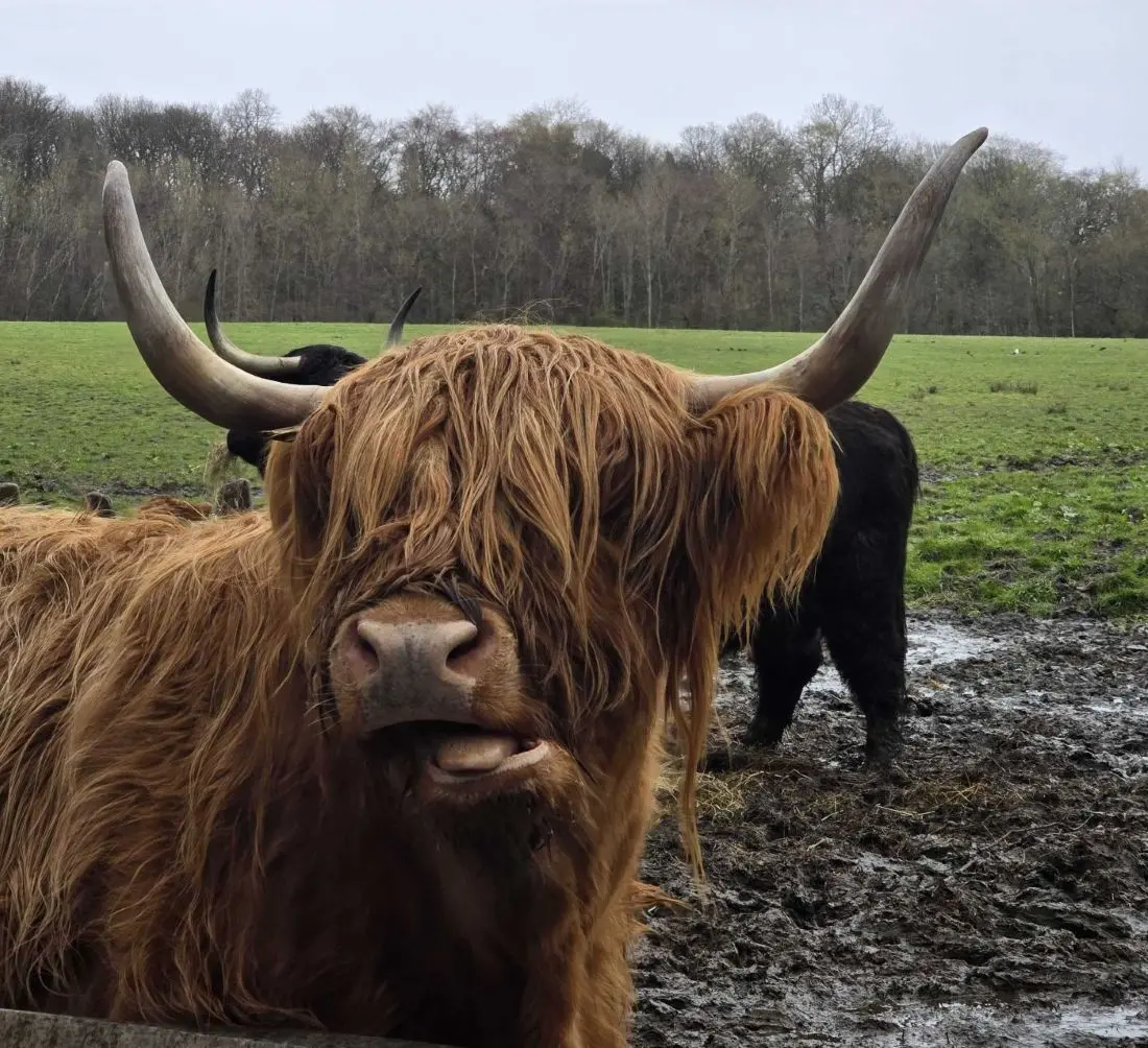 Highland cow