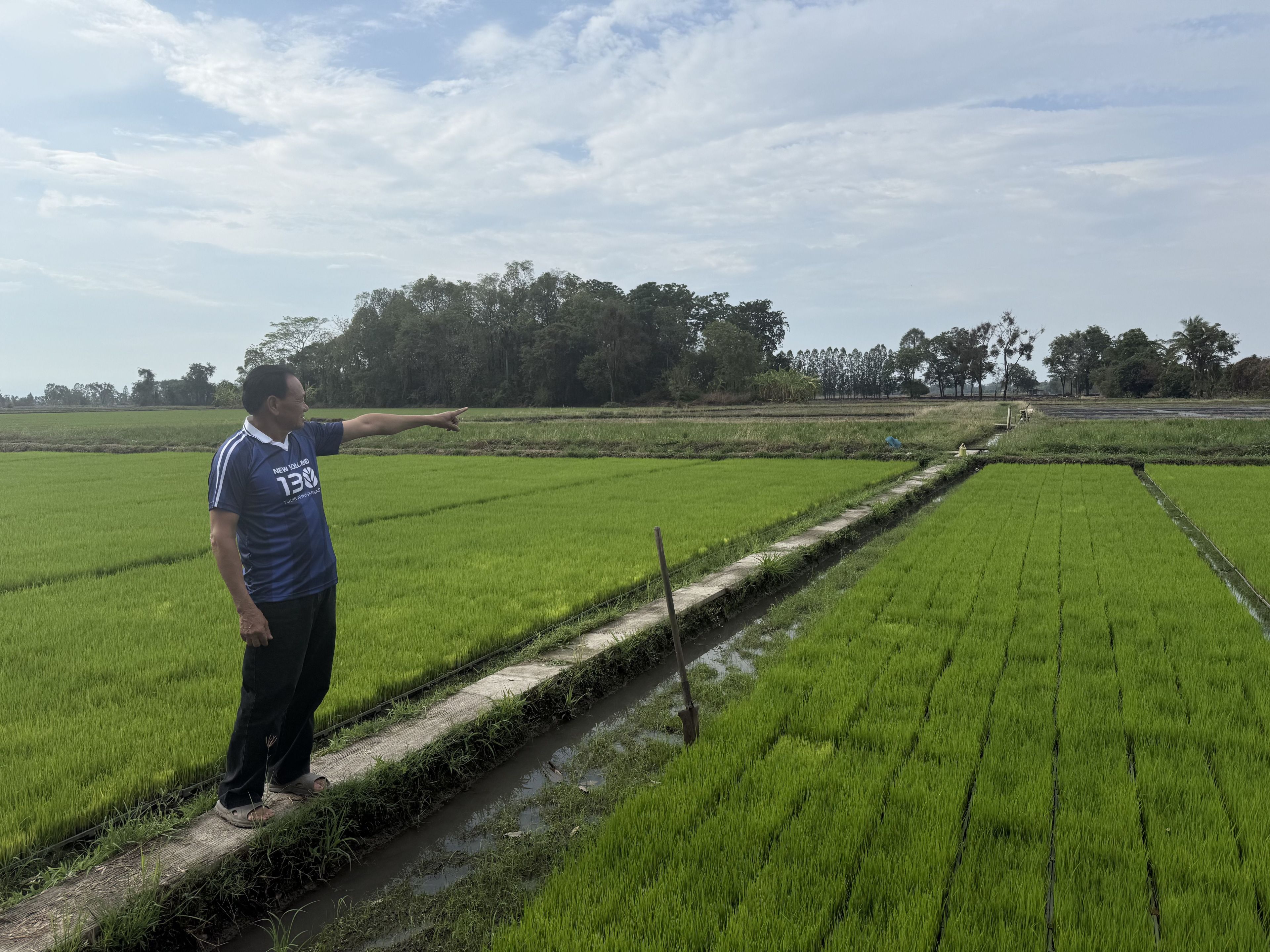 rice farmer in rice farm
