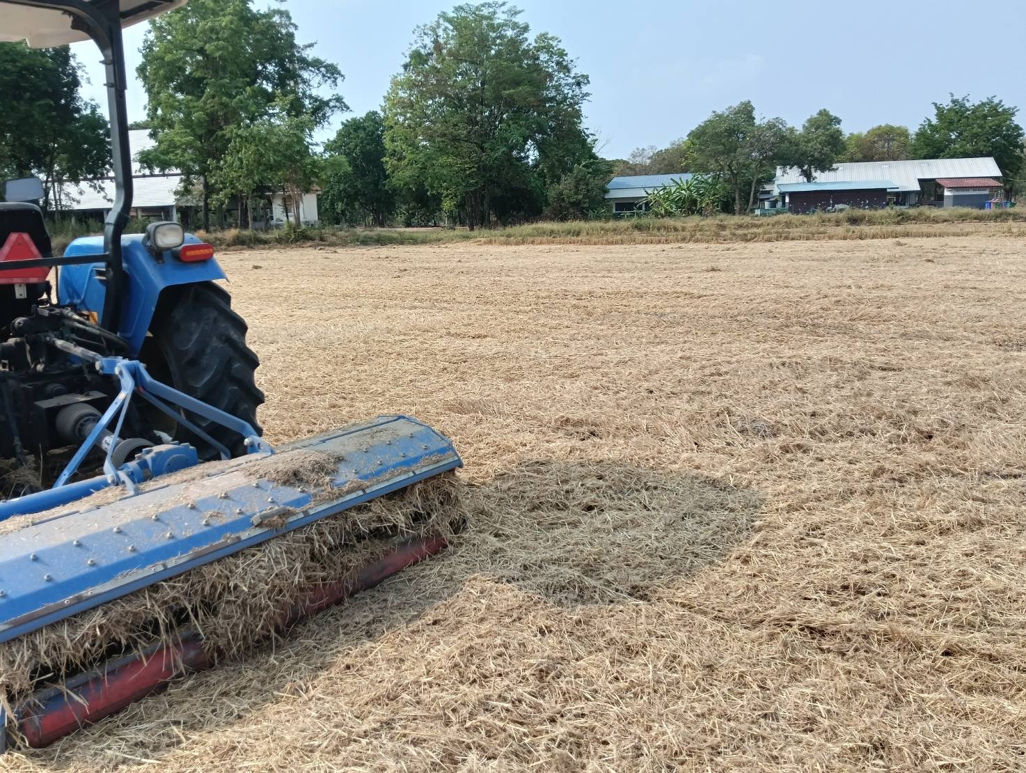 rice farming
