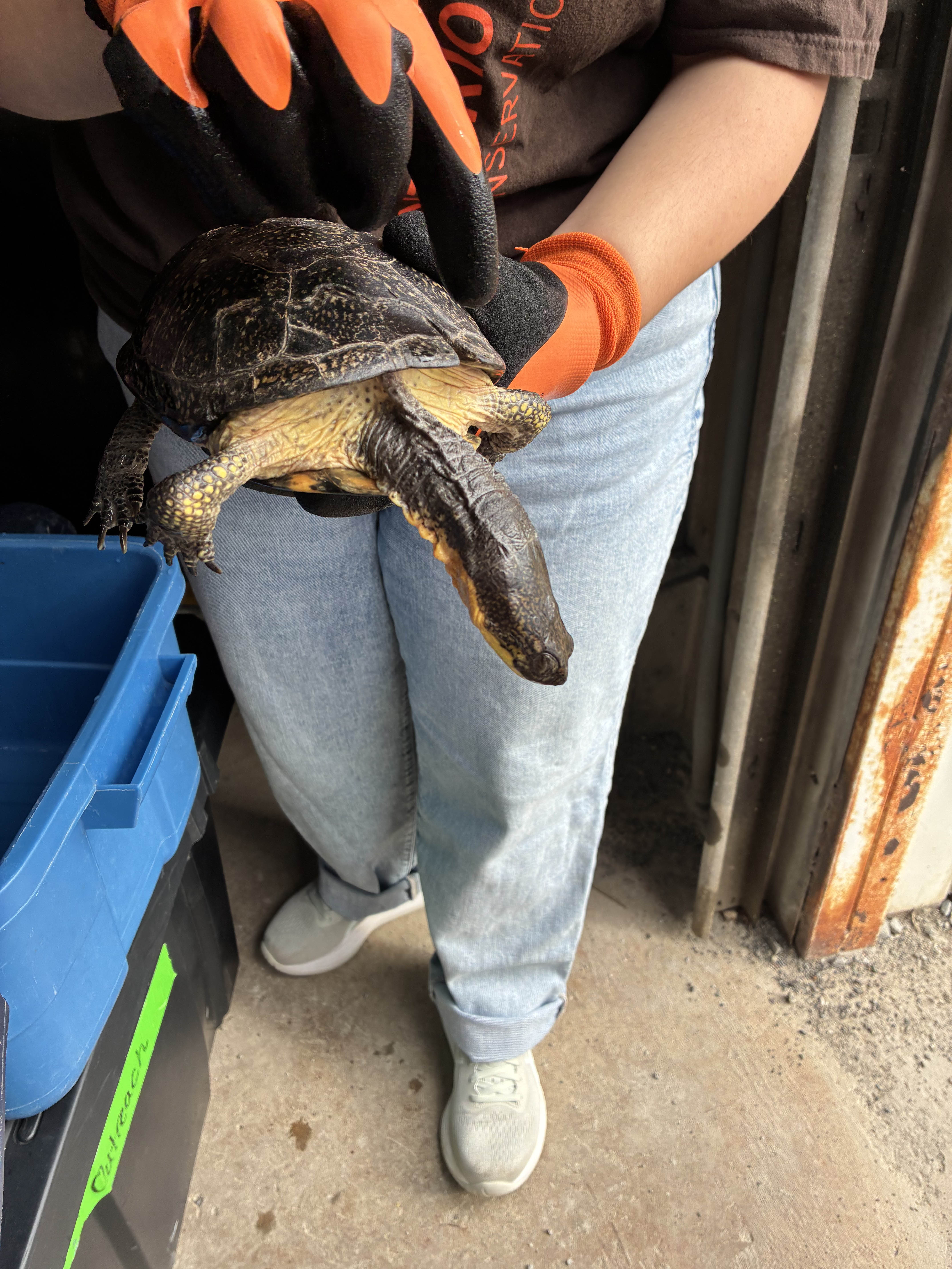 Person holding turtle