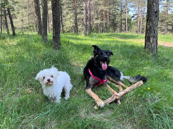 Andjela's dogs.