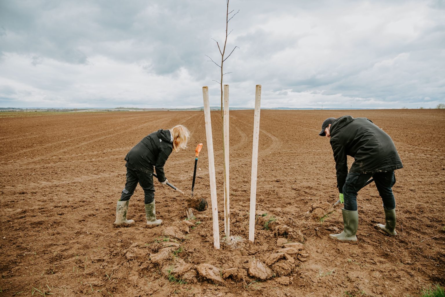 Volunteers planting trees
