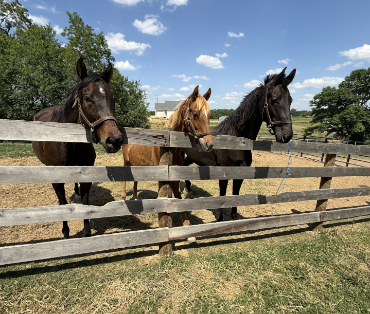 three horses staring over the fence