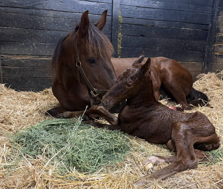 Millie with her colt, George