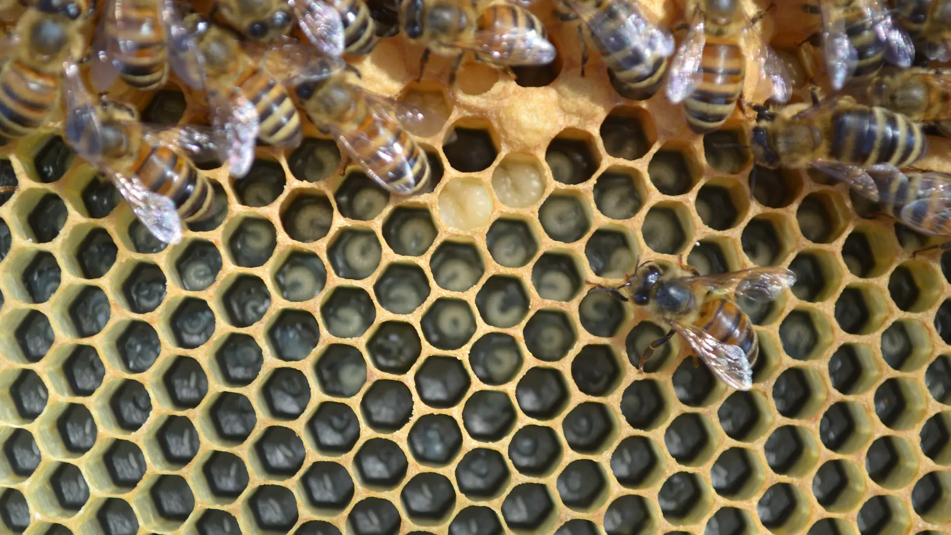 Views of LD's beekeeping