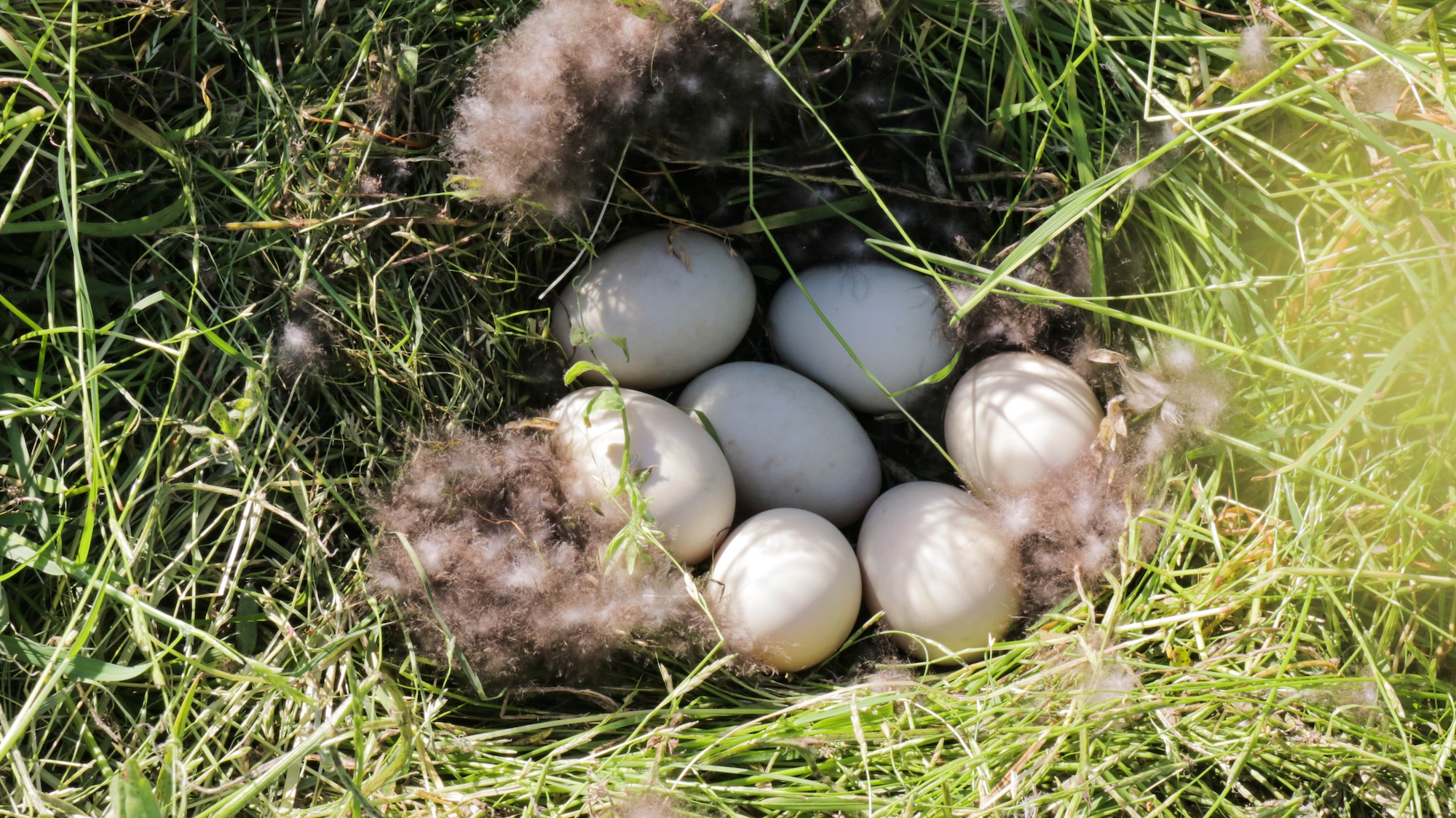 nest of eggs in grass