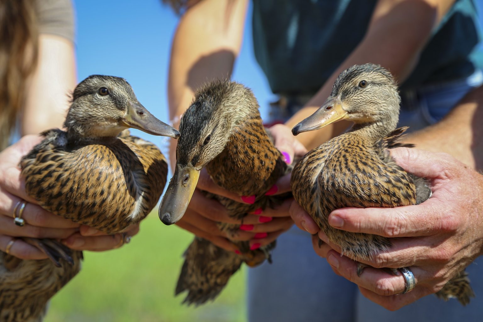three ducks being held