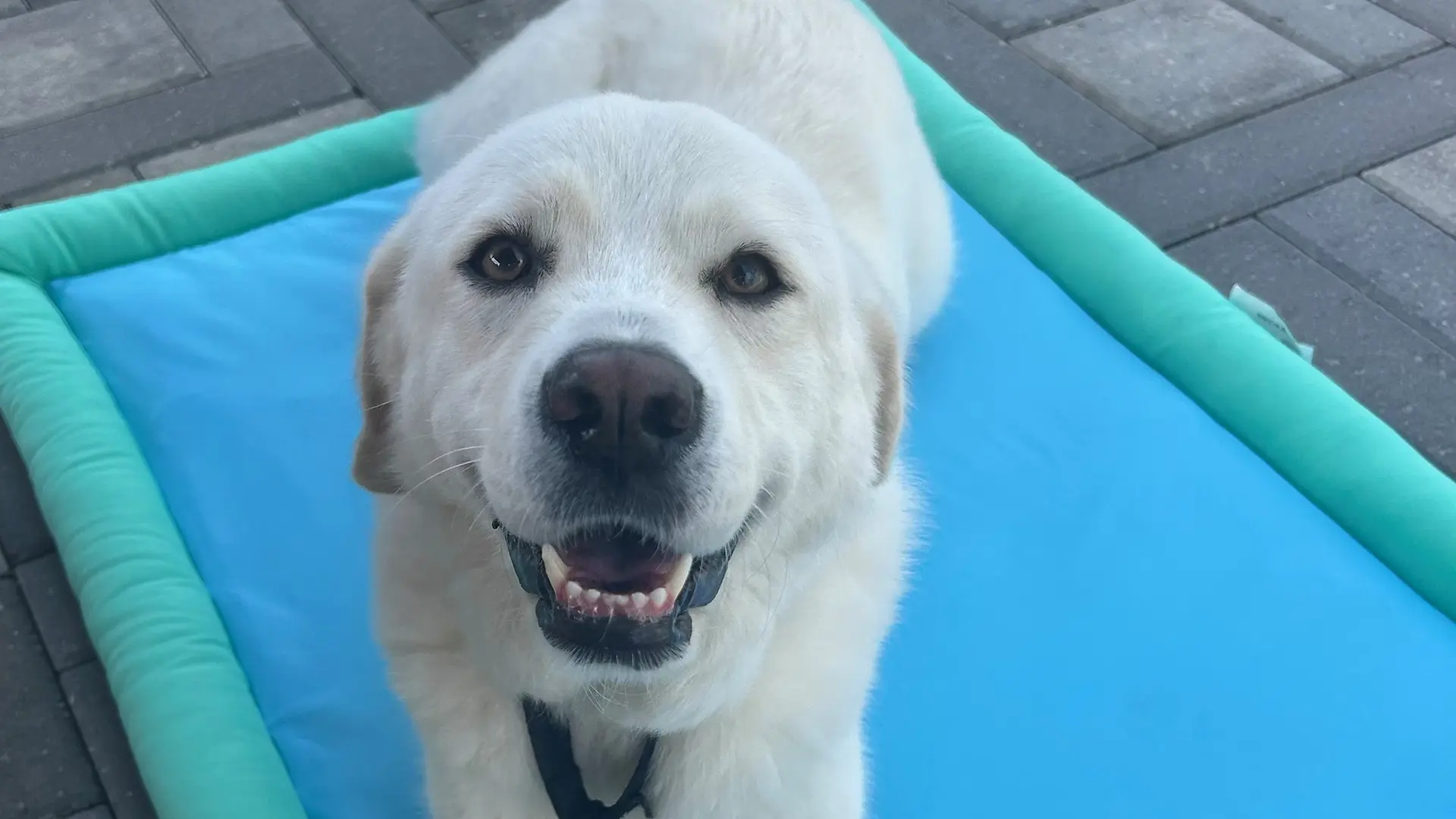 Yellow Labrador dog