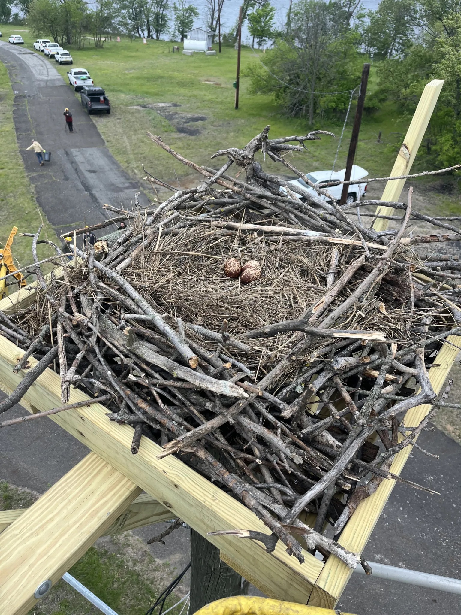 osprey nest