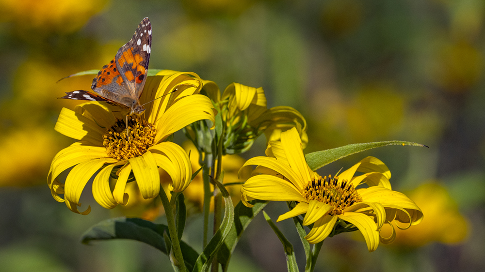 A butterfly lands on blooming flowers on a right of way in Louisiana.
