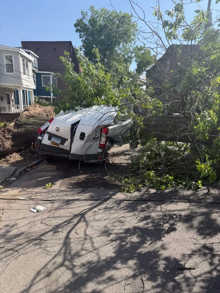 tree crushing a van
