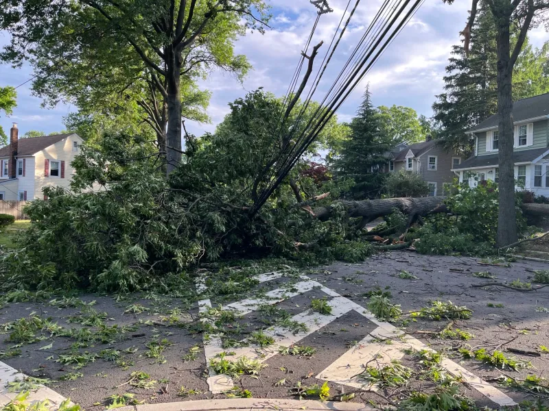 Tree on top of downed power lines