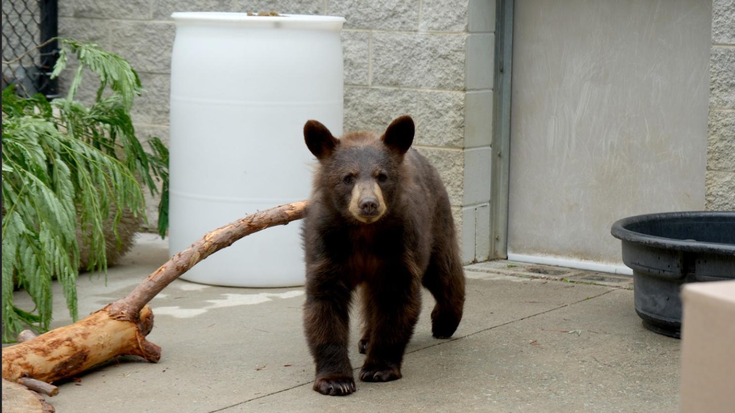 Montana the bear