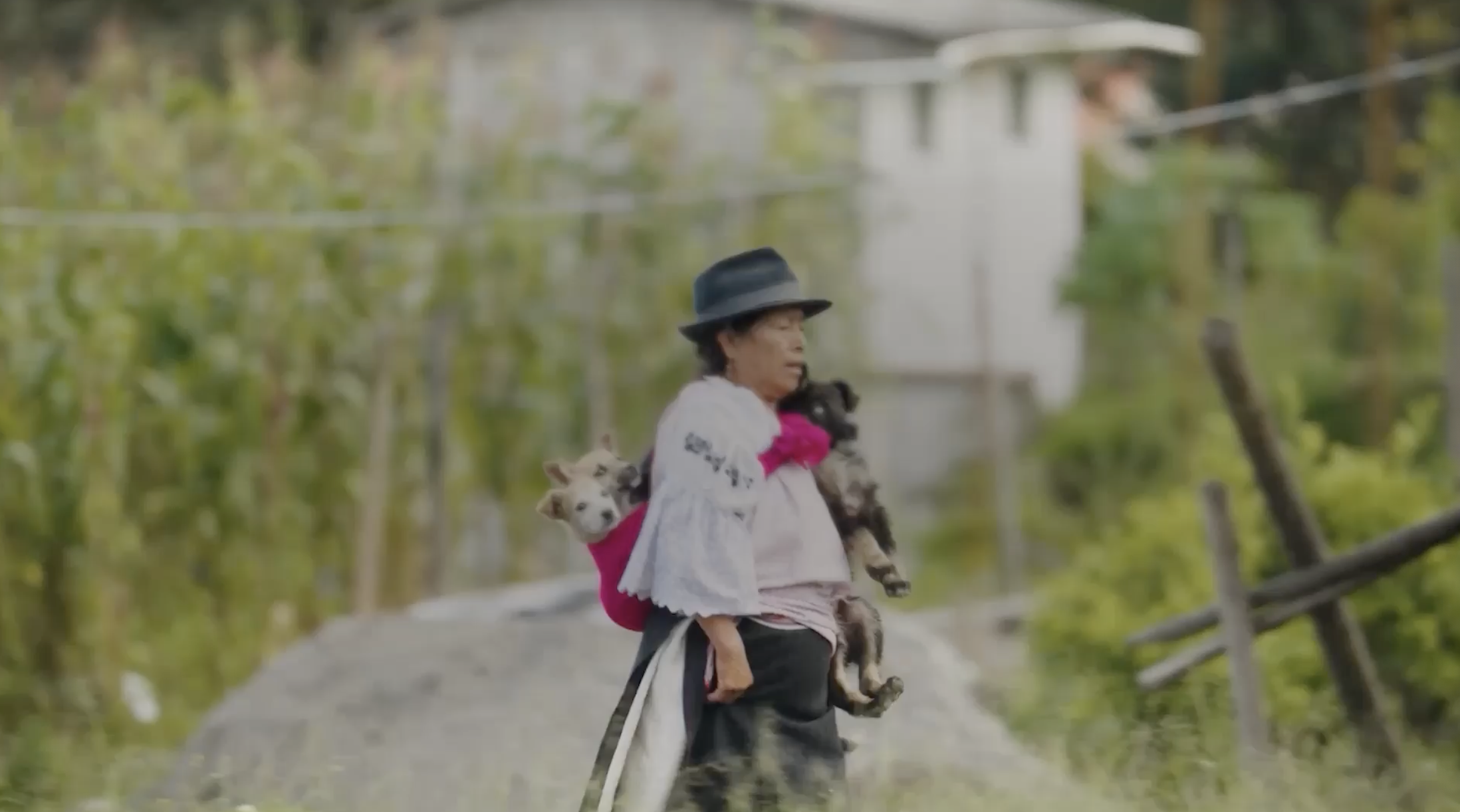 Person holding two dogs