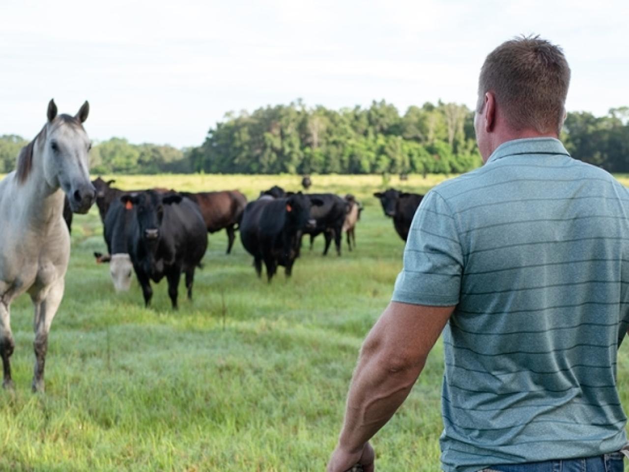 Slade Williams walking towards horses and cows in a grassy field