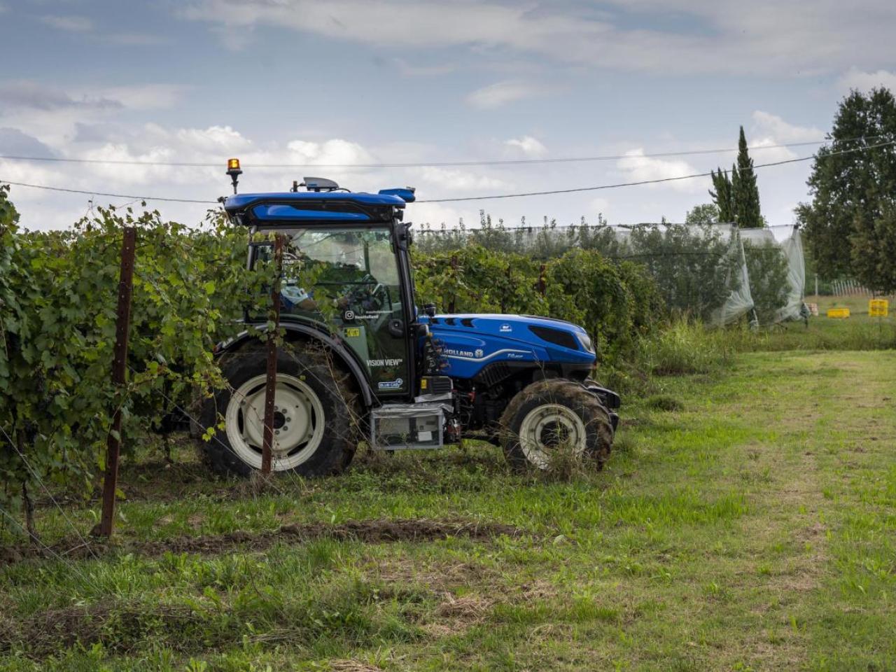 Blue tractor in field of grape vines