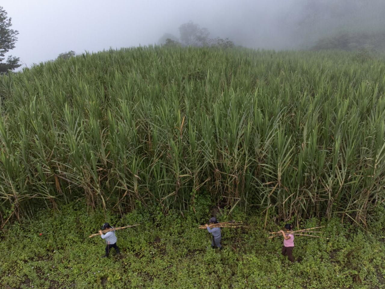 Three workers carry sugarcane through a canefield in Peru.