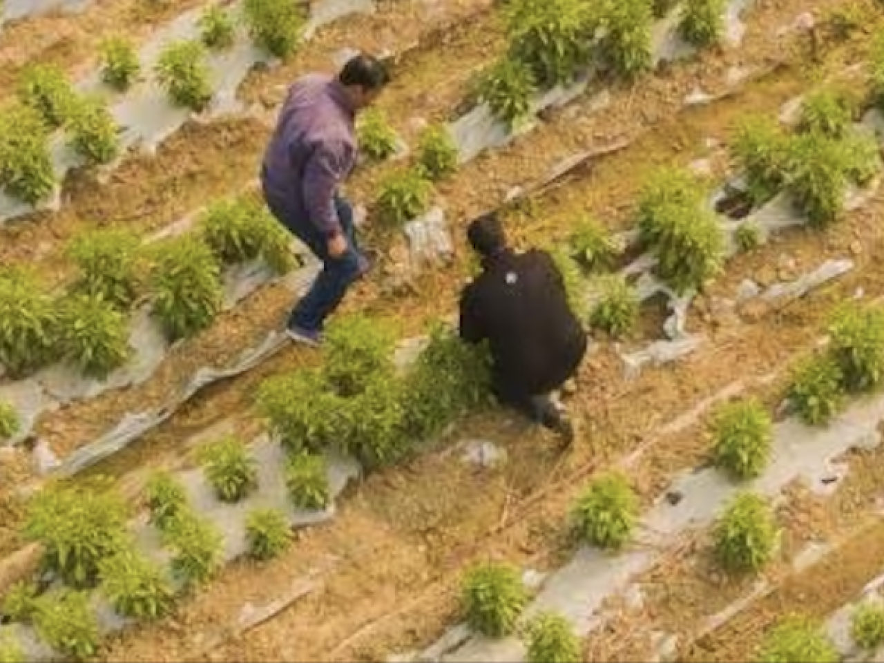 Birds eye view of farm land