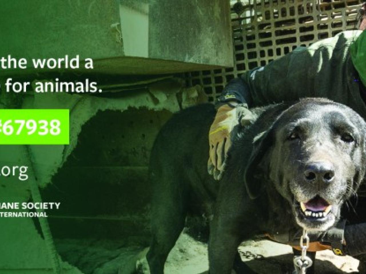 "Help make the world a kinder place for animals" with image of person holding a dog