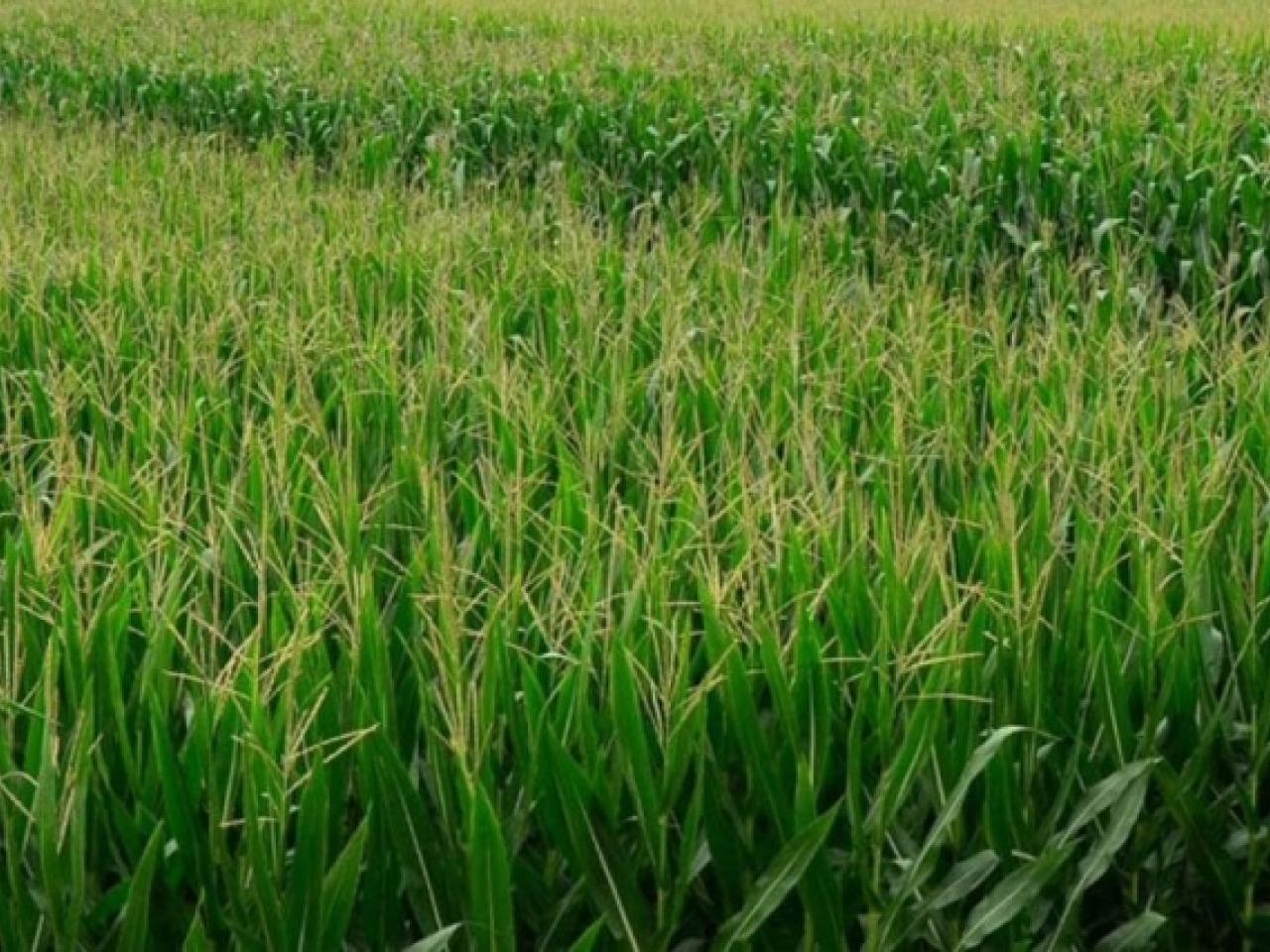 Cornfield 