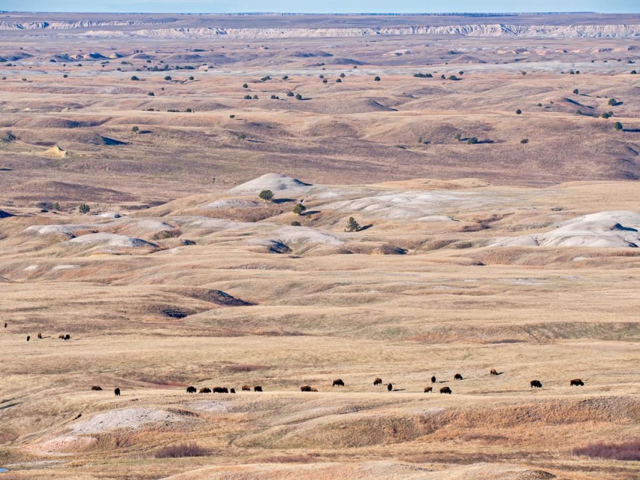 A dispersed herd of Plains bison, seen from a high-vantage point. © WWF-US / Clay Bolt