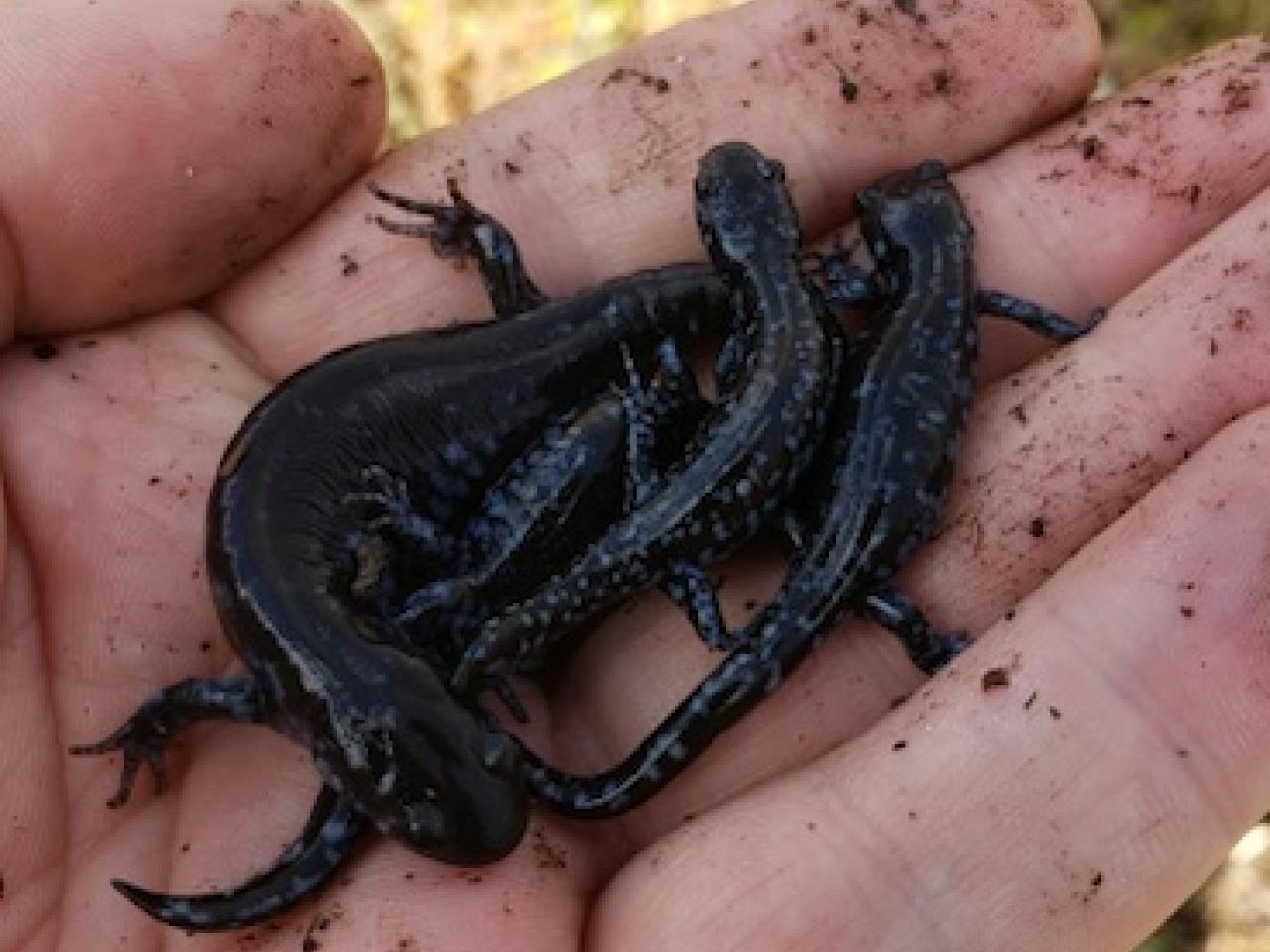 Blue spotted salamander being held in a hand.