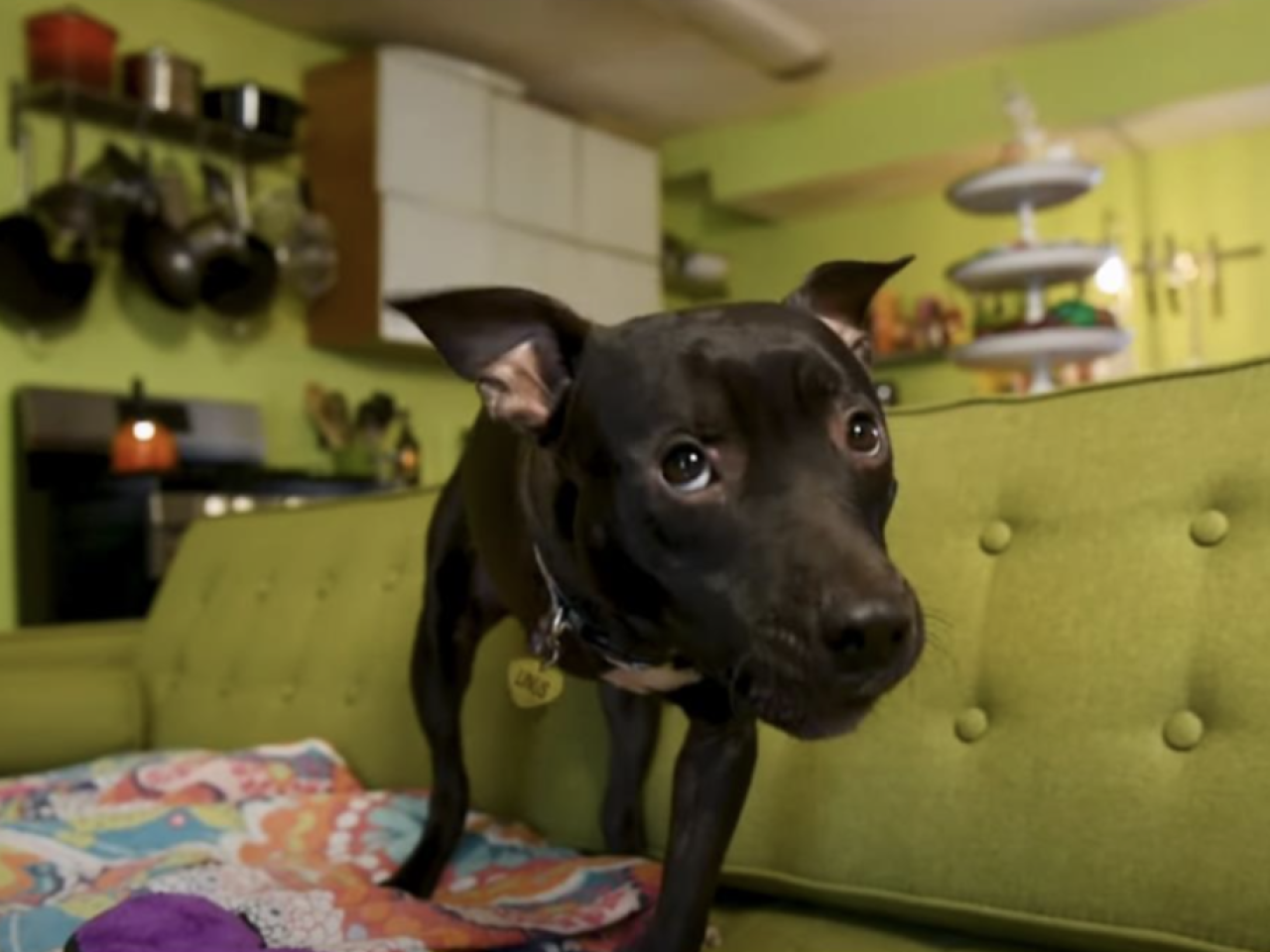 Dog