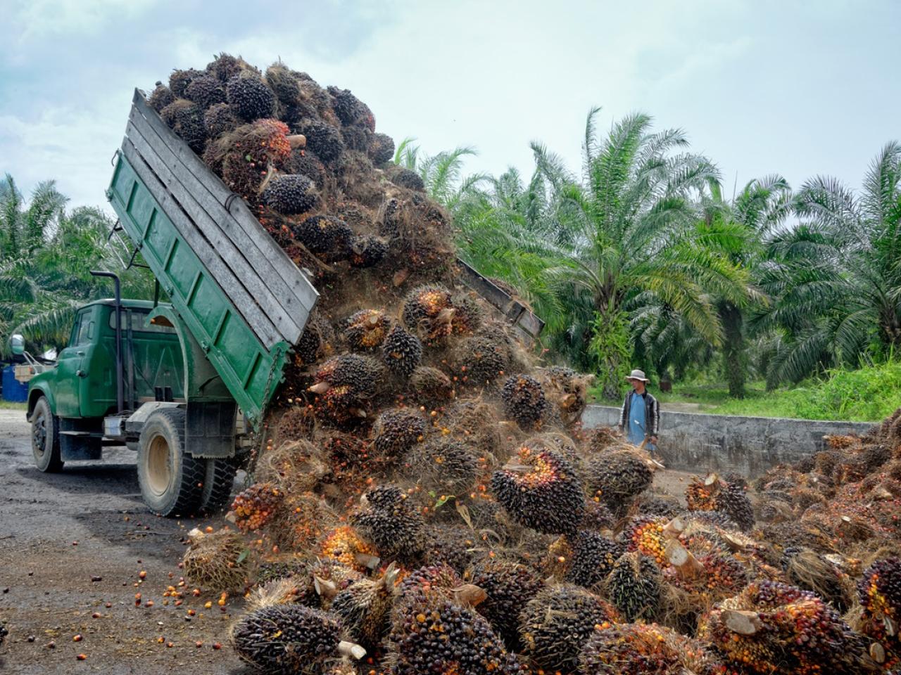 Palm oil fruit on truck 