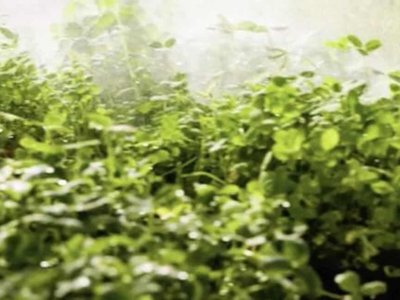 Clover