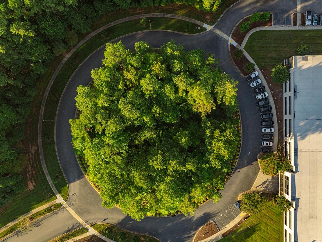 bird's eye view of trees