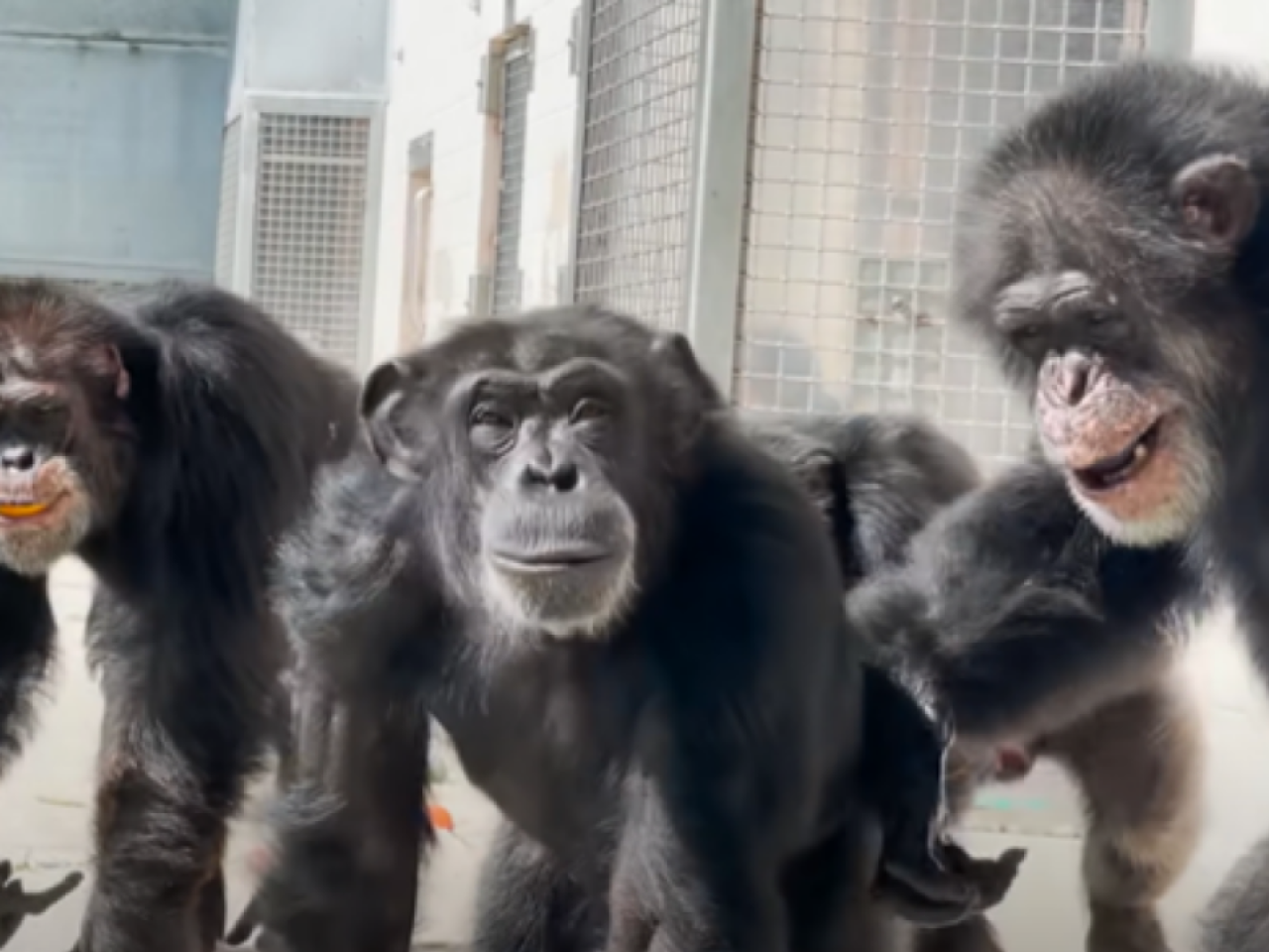 Three chimps smiling
