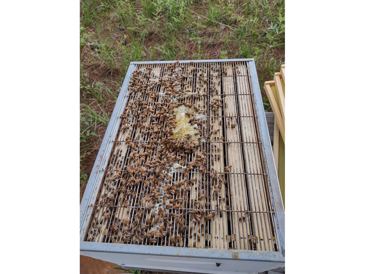 busy bees