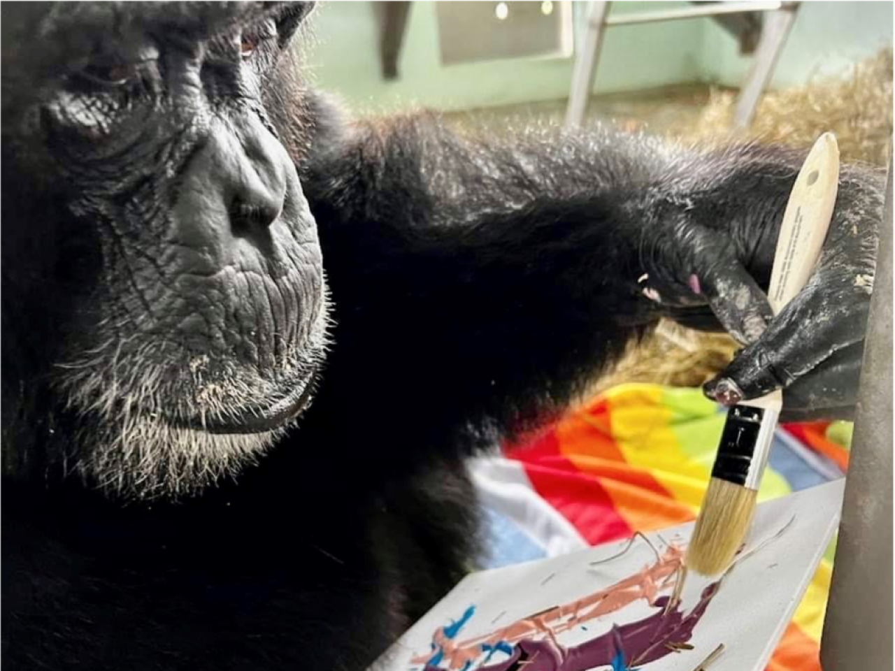 A chimp painting with a brush.