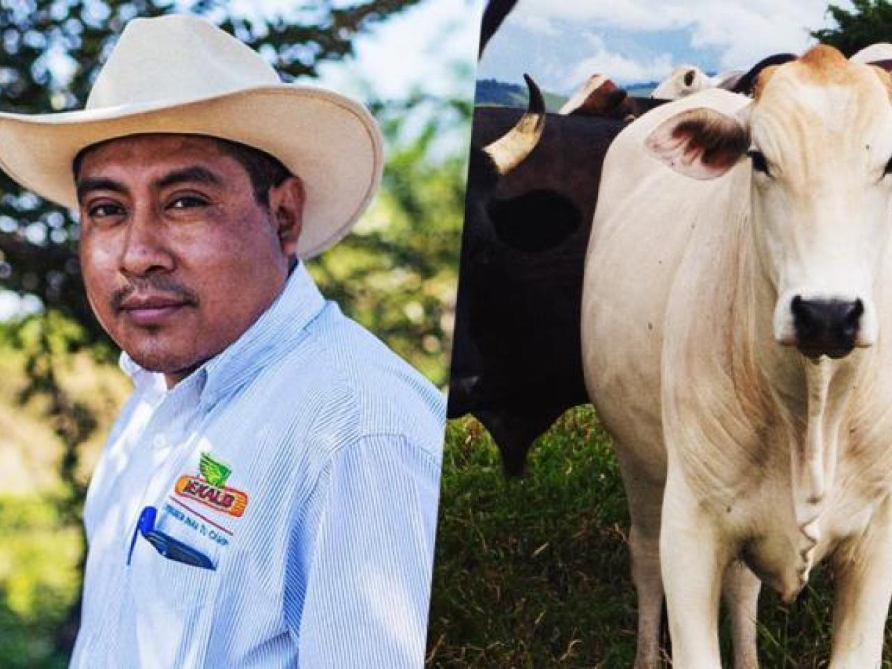 Collage of four images of cattle feed, farmers, and cows.
