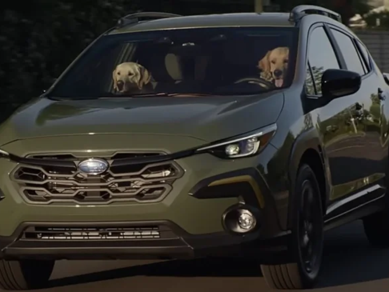 dogs driving a car
