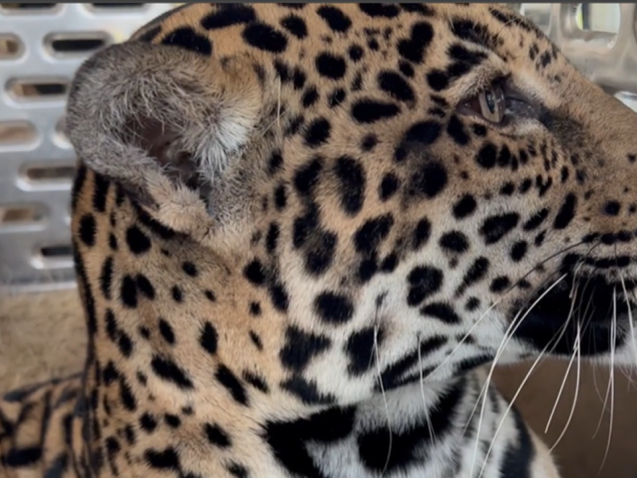 Jaguar named Emma