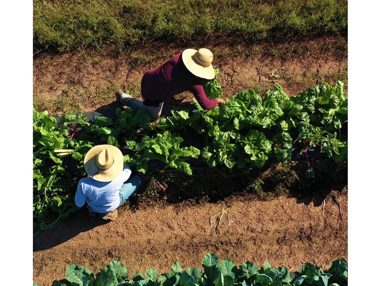 aerial view of people tending to rows of green crops