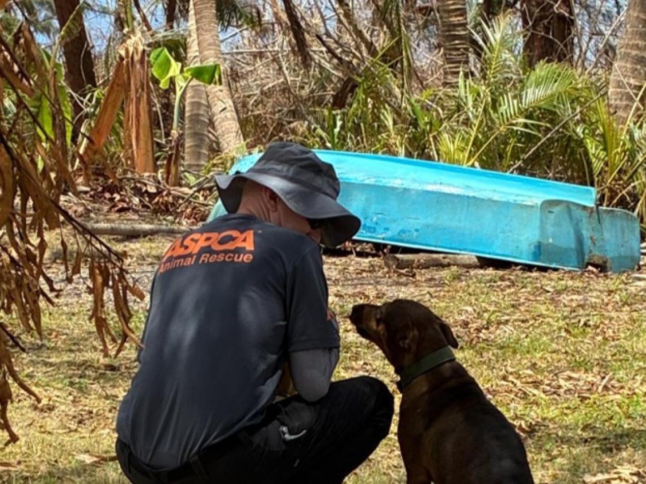 person helping a dog