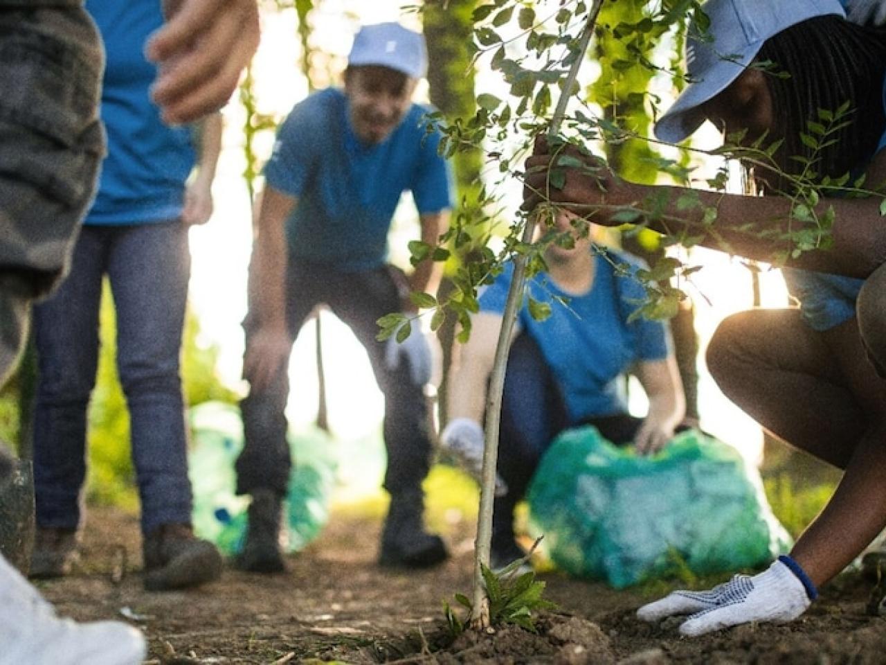 People planting a tree