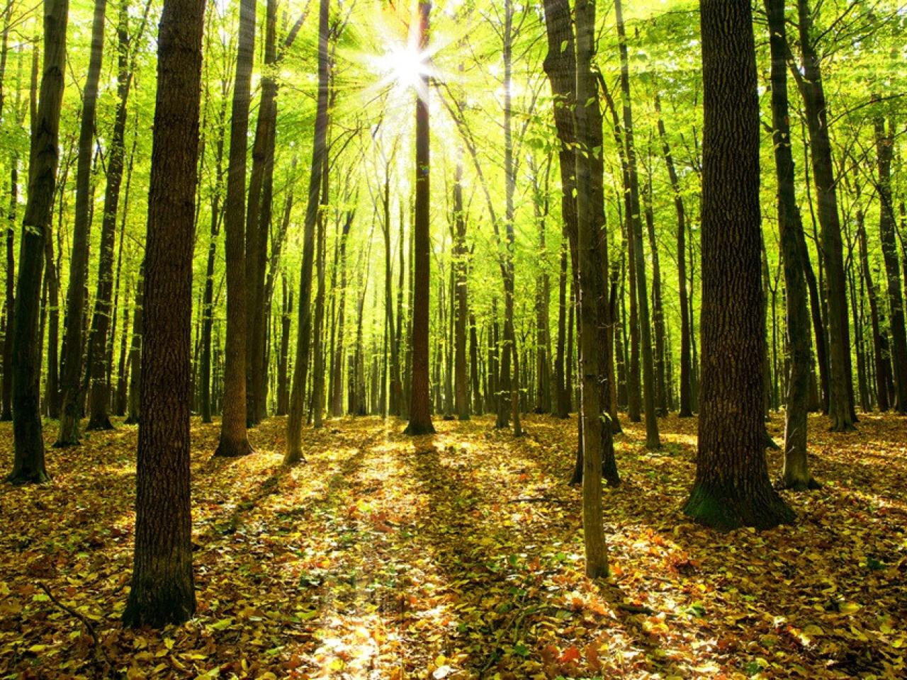 Sun shining through trees in a forest