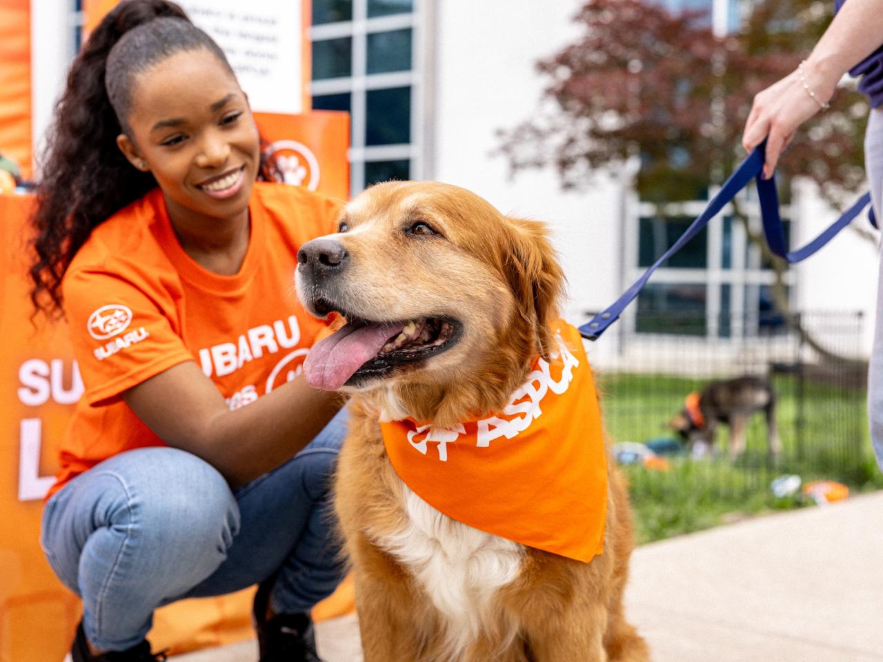 person petting a dog
